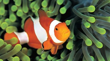 Klovnefisk Nemo søanemone klimaforandringer