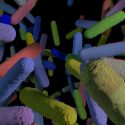 Tarmbakterier protein tarmflora mikroorganismer signalstoffer behandlingsmetoder lipopolysakkarider genom proteinstrenge mikrober DNA
