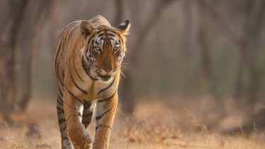 tiger vandrer 1.300 kilometer Indien