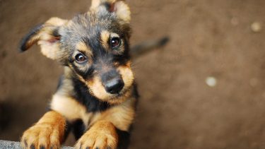 gadehund kommando forstå klog