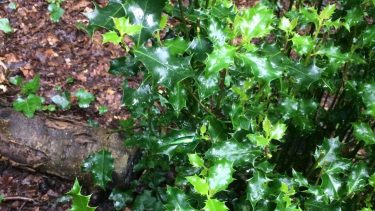 juvel bille camouflage