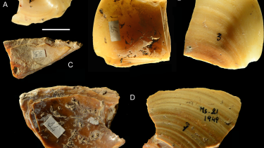 Neandertalere kunne dykke og svømme muslingeskaller