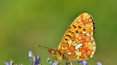 sommerfugl biodiversitet natur arter rødlisten