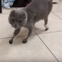 amputeret russisk kat nye ben titanium.jpg