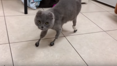 amputeret russisk kat nye ben titanium.jpg