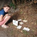 Citizen_science_myrejagt_myrer