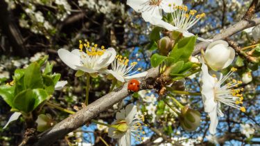 danmark natur vilde dyr insekter planter påvirke ændret lun vinter
