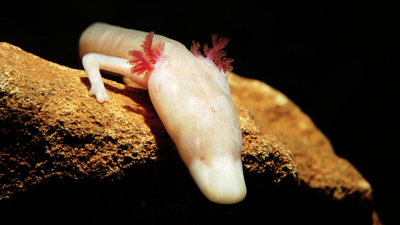doven salamander hulepadde