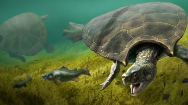 gigantisk fortids skildpadde med horn