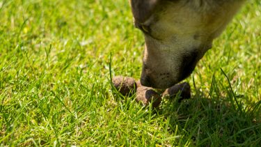 Hvorfor spiser hunde lort