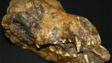 hvornår blev hunde domisticeret tæmmet ulve arkæologi