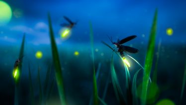 ildflue uddød lysforurening pesticider