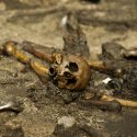 alken enge jernalderen arkæologi massemord nedslagtning Moesgaard museum