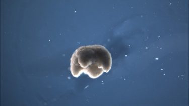 xenobotter robotik AI udvikling bakterier roboticist CRISPR-teknologi medusoid etiske juridsiek spørgsmål konfigurering programmerbar risici fremtiden