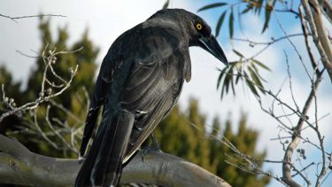 Skovbrande bushbrande Australien dyrearter fugle krybdyr udryddelse miljø træ insekter fødekæde overlevelse natur skove bark spire knopper biodiversitet arter habitat føde ly planter økosystem
