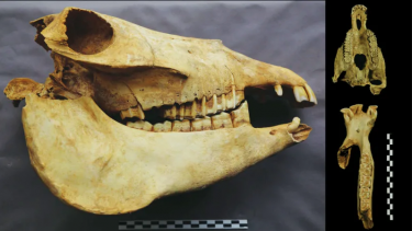 polo kina udgravning arkæologi