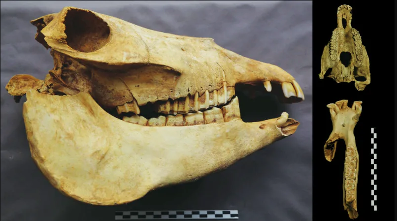 polo kina udgravning arkæologi