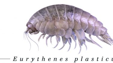 tangloppe opkaldt efter plastik marianergraven eurythenes plasticus