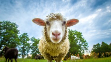 COVID-19 corona sygdom smitte bakterier RNA DNA virale protein genetisk kode PCR (Polymerase Chain Reaction) får antistoffer epidemi pandemi udbredelse udbrud global spredning vaccine behandling