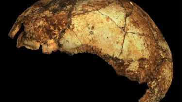 Homo erectus kranium