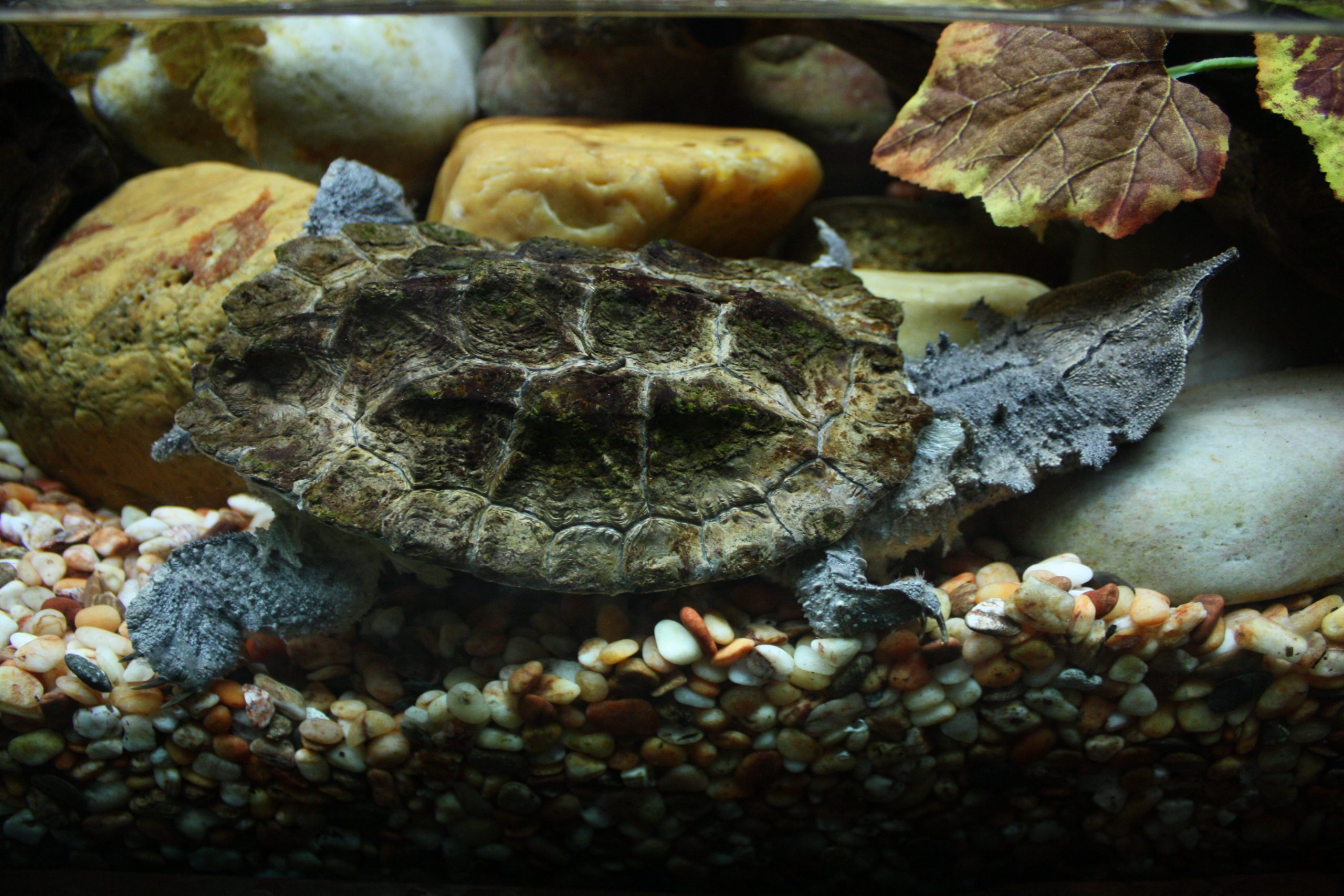 Mata mata skildpaddeart ny art Chelus orinocensis og Chelus fimbriatus