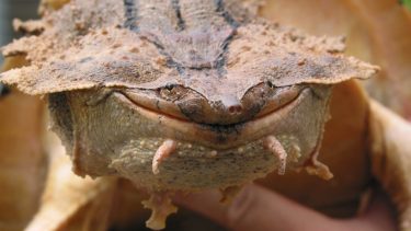Mata mata skildpaddeart: Chelus orinocensis
