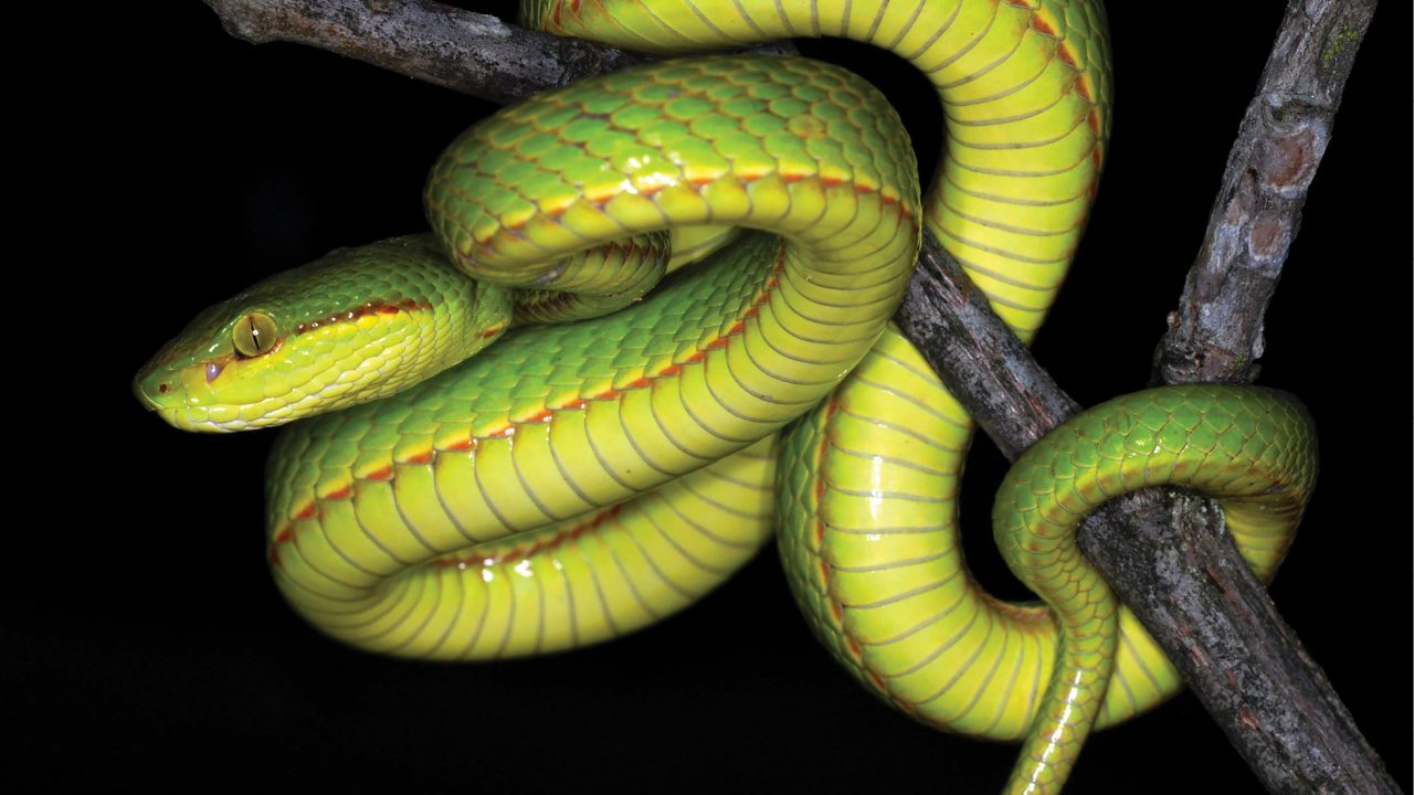salazar_slytherin_snake slange Harry Potter