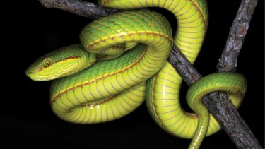 salazar_slytherin_snake slange Harry Potter