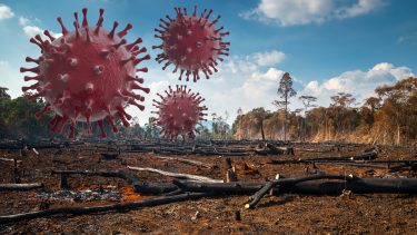 corona forest deforestation eco environment