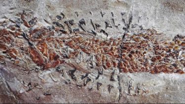 fossil fisk blæksprutte Clarkeiteuthis montefiorei  Dorsetichthys bechei. 