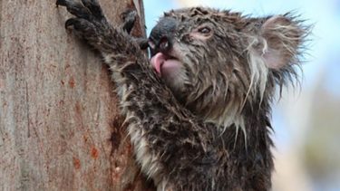 Koala slikker på træer tørst drikke vand