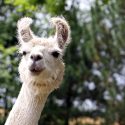 lama antistof covid-19 coronavirus