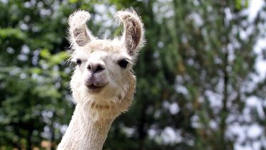 lama antistof covid-19 coronavirus
