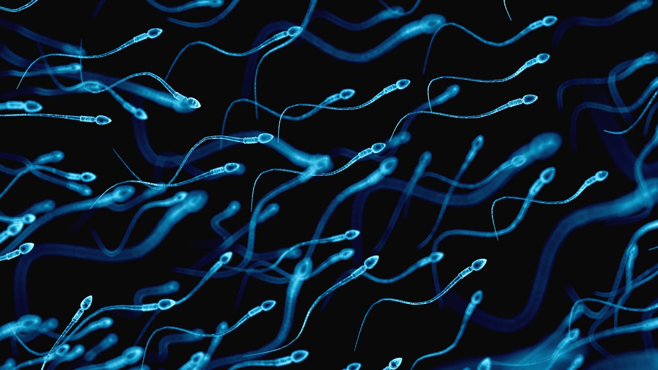 COVID-19 corona sædprøver Immunologisk priviligeret sygdom smitte bakterier RNA DNA virale protein genetisk vilde dyr får antistoffer epidemi pandemi udbredelse udbrud global spredning vaccine behandling