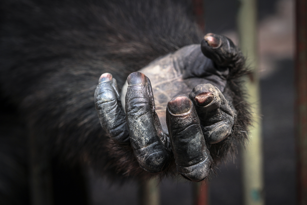 højrehåndet venstrehåndet evolution aber mennesker dyr