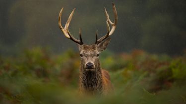 kronhjort planteæder dansk natur biodiversitet