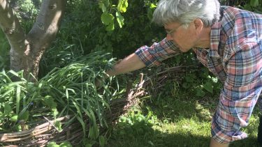 Klimahave biodiversitet vild have co2 kulstof humus ukrudt haveaffald