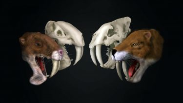 mærkelig fortidsdyr sabeltand Thylacosmilus atrox ikke sabelkat