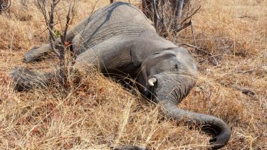 Elefanter sygdom dødsårsag dødsfald Botswana miltbrand anthrax neurologisk lidelse vilde dyr Afrika desorienterede spekulationer krybskytteri mysterium forgiftning tiltag