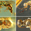 insekter kridttiden farver rav