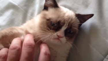 Nuttede kattevideoer YouTube humør hjernen Grumpy Cat