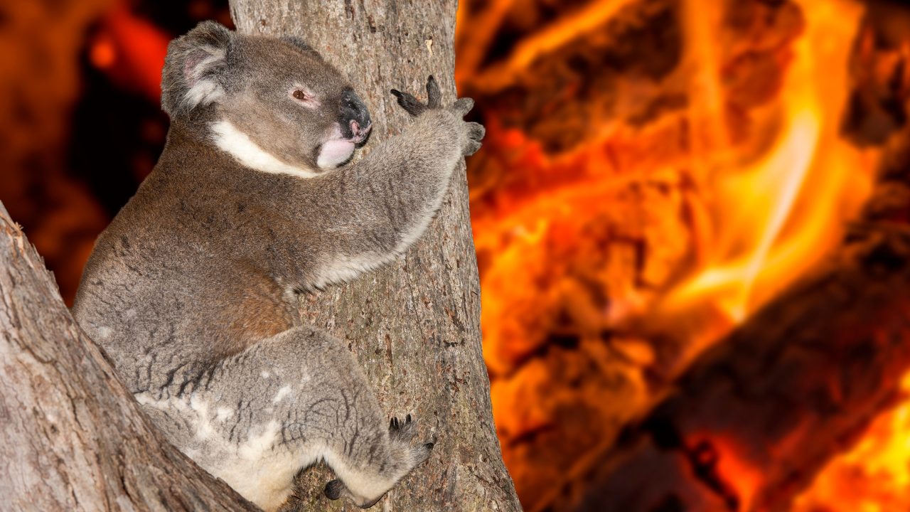 Skovbrande i Australien koala