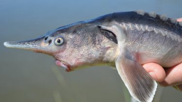 stør ny art hybrid truet