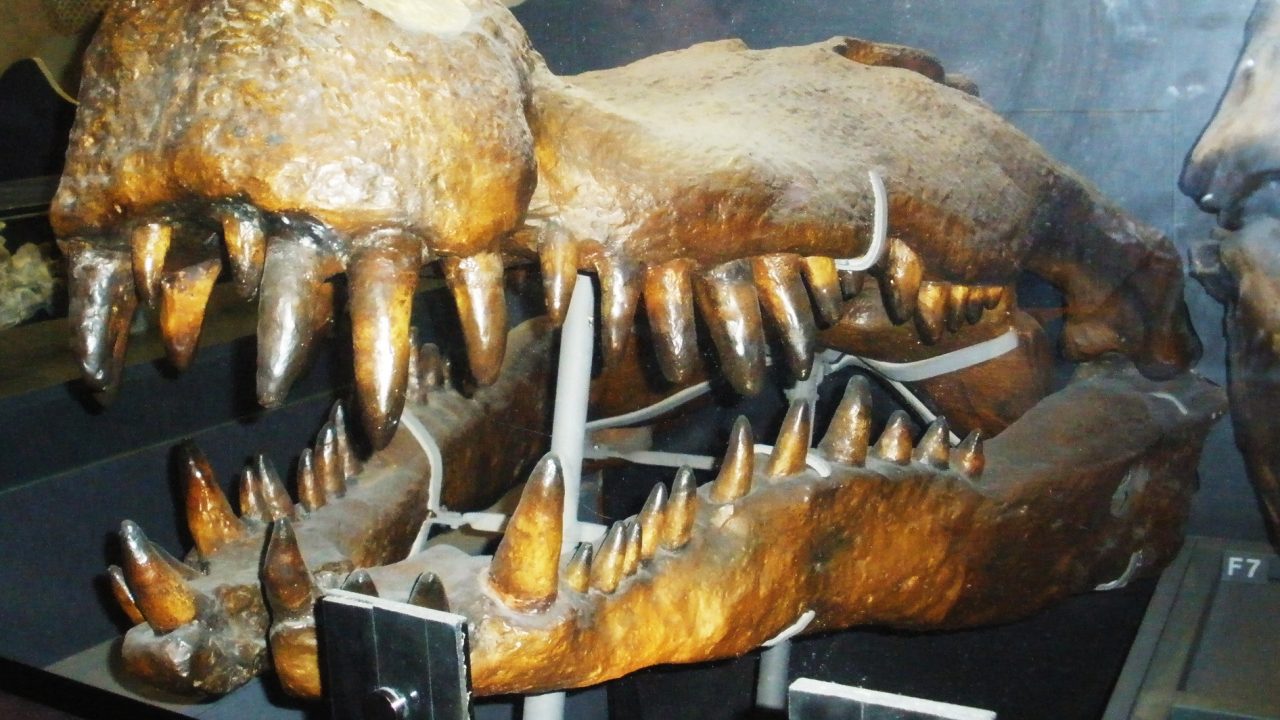 Deinosuchus Krokodille Kæmpekrokodille Banan Tænder Dinosaur