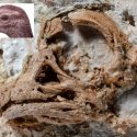 dinosaur foster sauropod horn øjne
