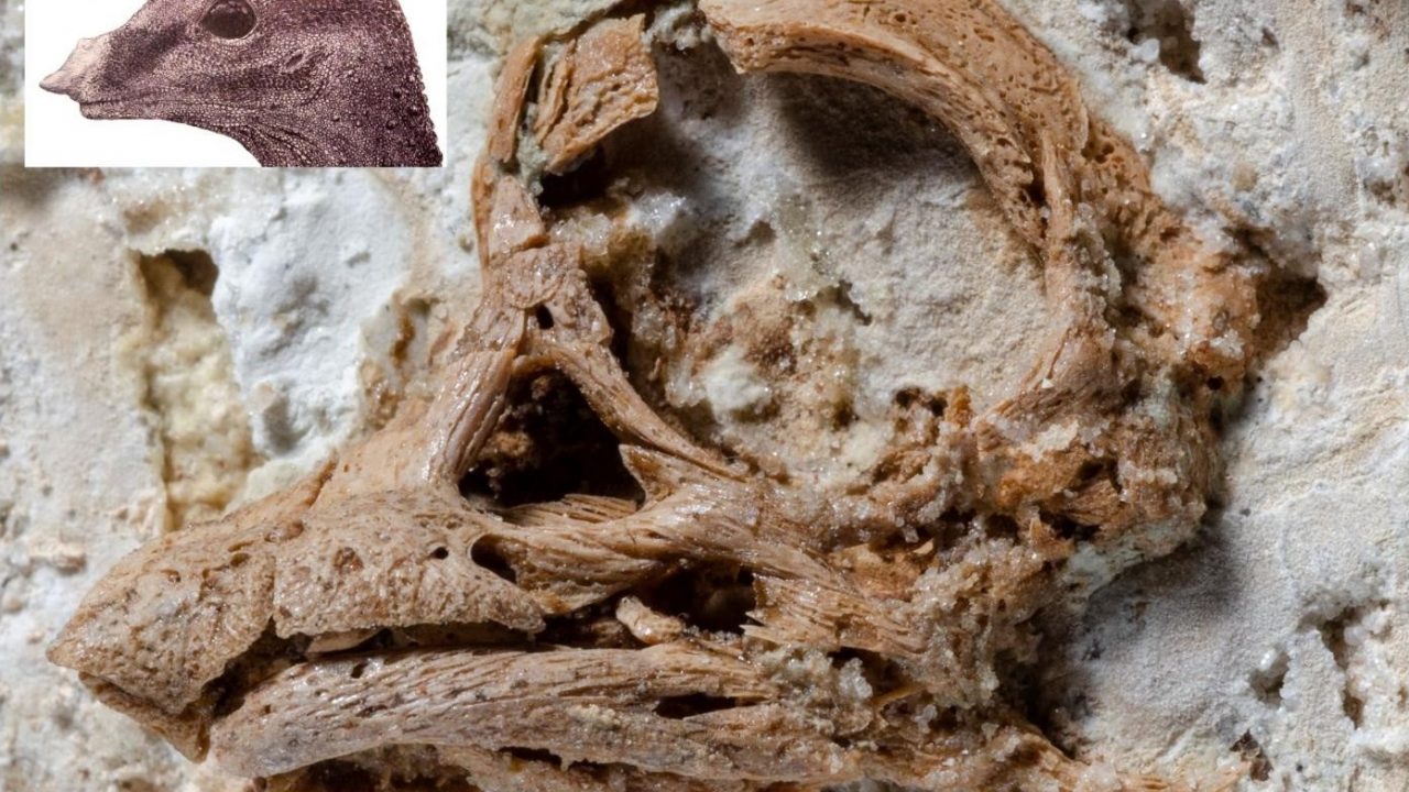dinosaur foster sauropod horn øjne