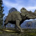 dinosaur knoglekræft centosaurus