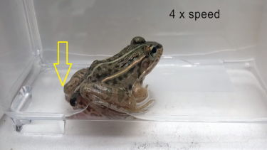 frø bille levende ud af numsen