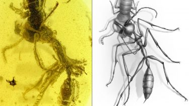 palæontologi kridttiden helvedsmyre forhistorisk uddøde arter