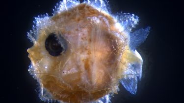 Baby klumpfisk larve australien